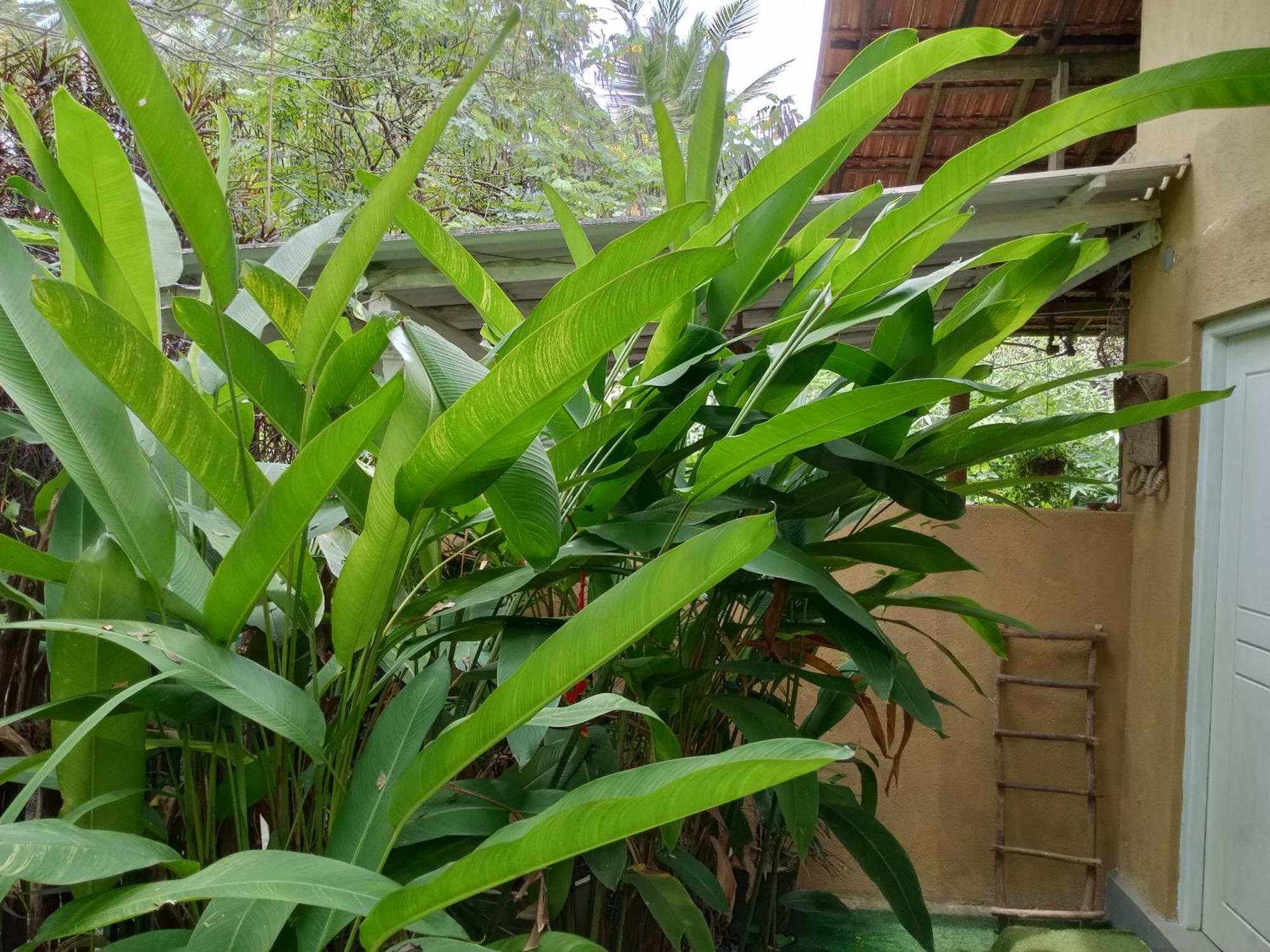 Ferienwohnung Hiriketiya Mahi Surf Dikwella Exterior foto