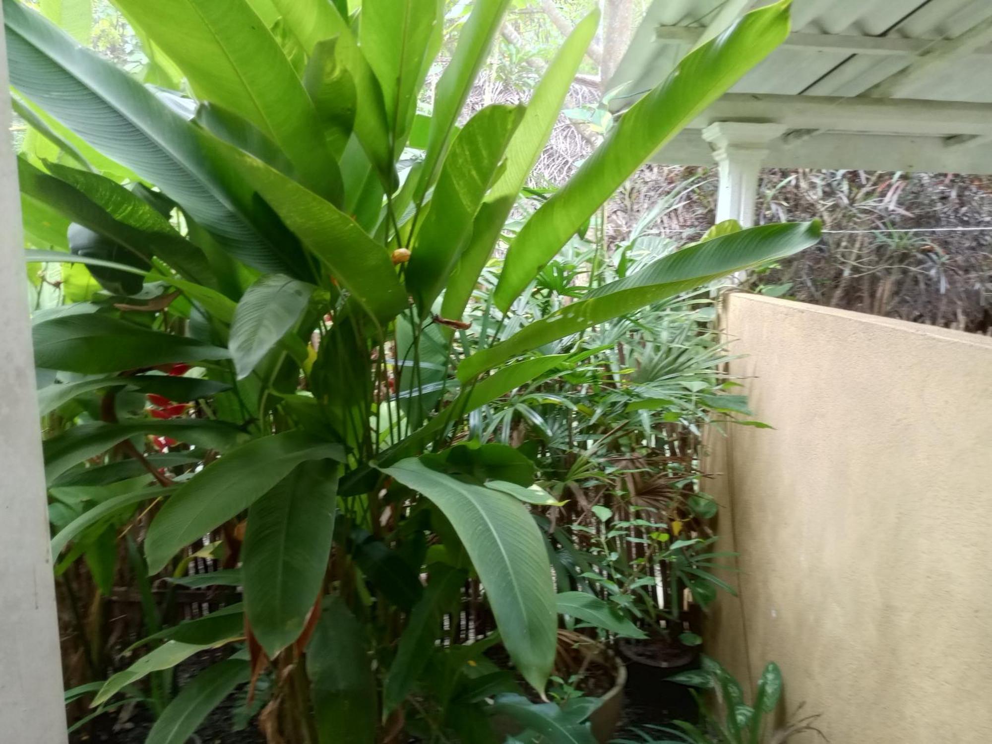 Ferienwohnung Hiriketiya Mahi Surf Dikwella Exterior foto